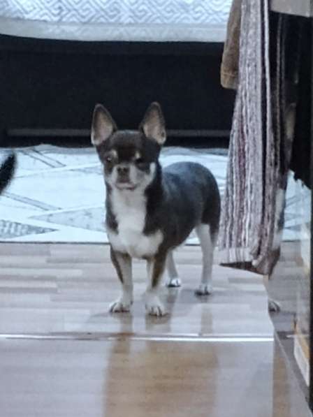 Кабель на случку