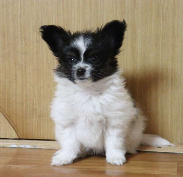 Щенок папийона