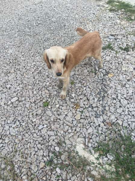 Отдам в хорошие руки