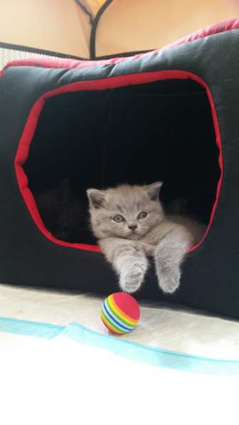 Британские короткошерстные котята в фото 20