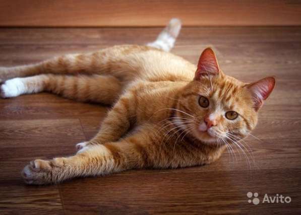 Ласковое солнышко Марсель, молодой домашний котик в Москве фото 4