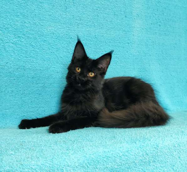 Кошечка мейн-кун из питомнника в Казани фото 11