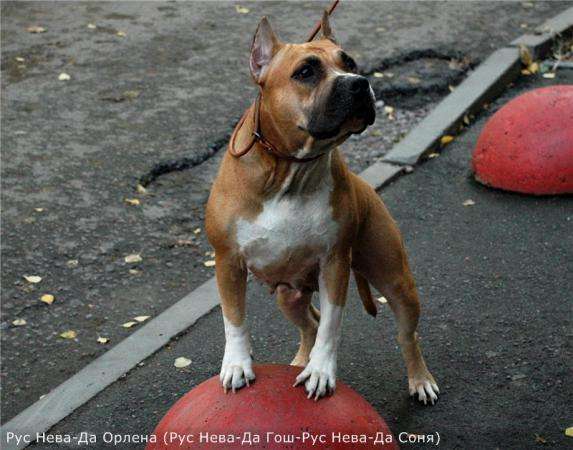 Щенки Американского стафф терьера