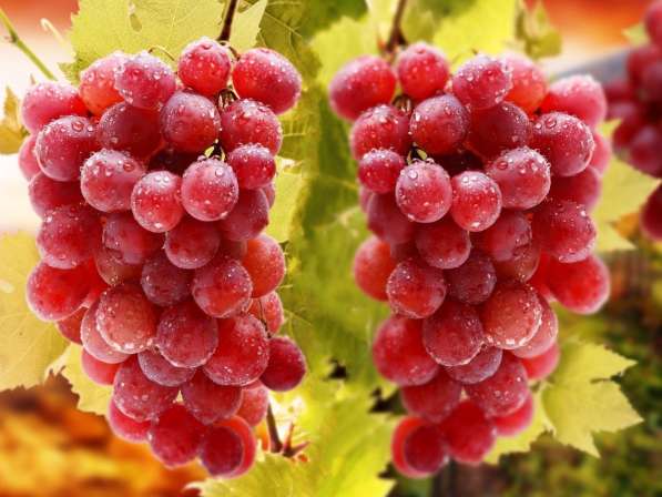 Саженцы лучших сортов винограда