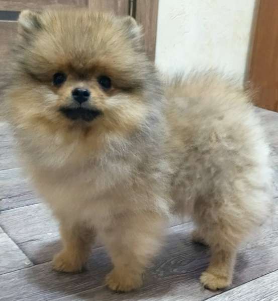 Померанский шпиц в фото 3