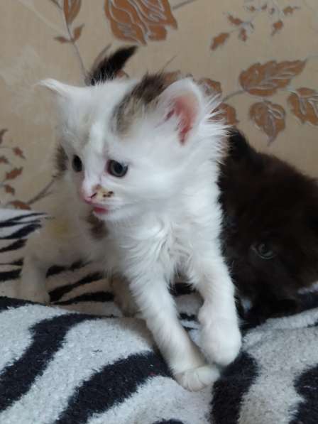 Котёнок в фото 9
