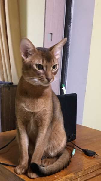 Абиссинский кот. Вязка