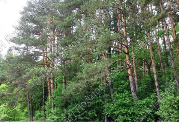 realty_mapper3.plot_in_locationСадовое некоммерческое тов-во. Площадь 18.00 сот.Есть Газ. в Москве фото 13