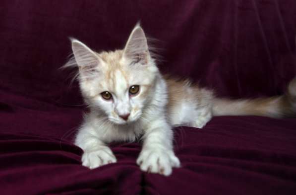 Котёнок мейн-кун в фото 5