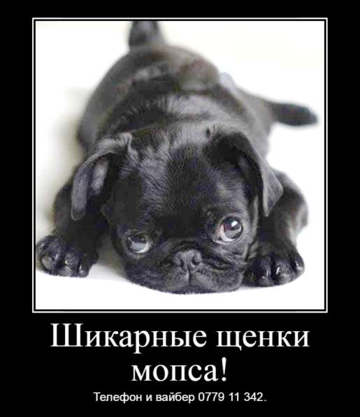 Шикарные щенки мопса ждут своих хозяев!  в фото 4