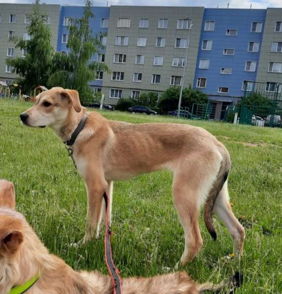 Щенку Сене некуда идти в Москве