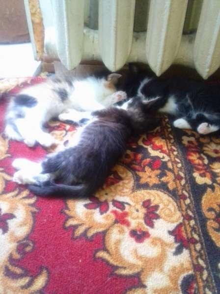 Милые котята ищут дом от умной кошки в Нижнем Новгороде фото 7