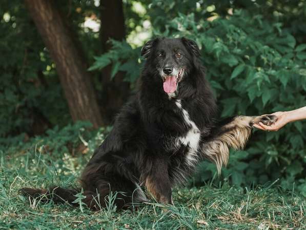 Весёлая, ласковая Чукча ищет семью в Москве фото 43