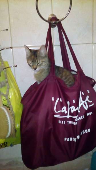 Подарю в добрые, заботливые руки! в Санкт-Петербурге