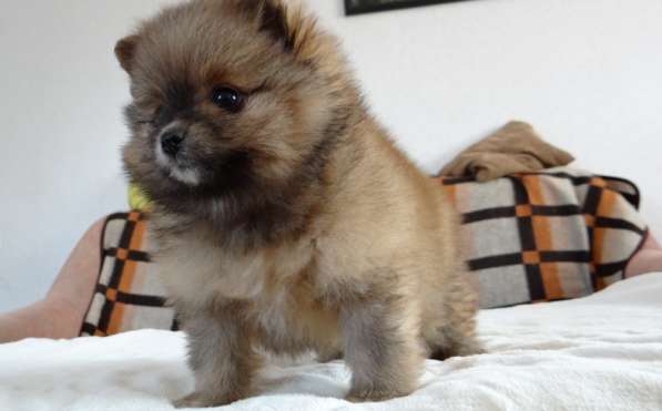 Щенок померанского шпица- микро - медвежонок в фото 24