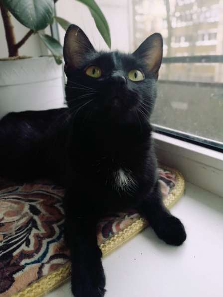 Красивая грациозная черная кошка в Санкт-Петербурге фото 12
