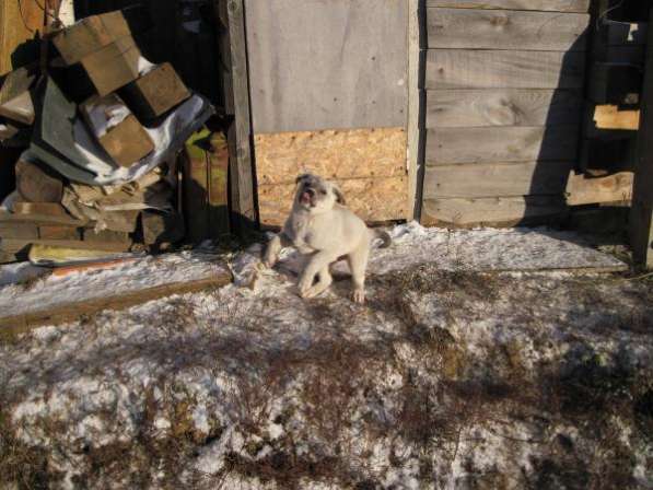 Отдам щенков для охраны частного дома, Возраст 2 мес, Вырастут среднего размера, Кабели в Новосибирске