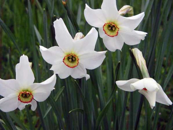 Нарцисc луковица сорт Narcissus poeticus actaea в Ростове-на-Дону