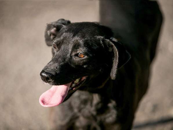 Самая ласковая в мире, молодая домашняя собака Афина в дар в Москве фото 6