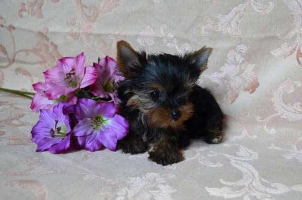 Йорочка подрощенная Мини девочка бэби фейс в Москве фото 5