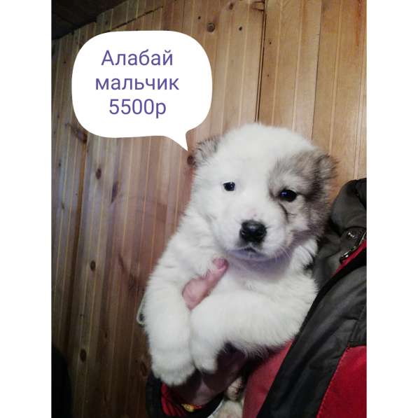 Продам щенков САО в Улан-Удэ фото 5