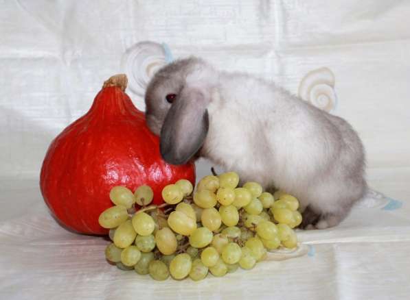 Карликовые крольчата Минилопы в Электрогорске фото 10