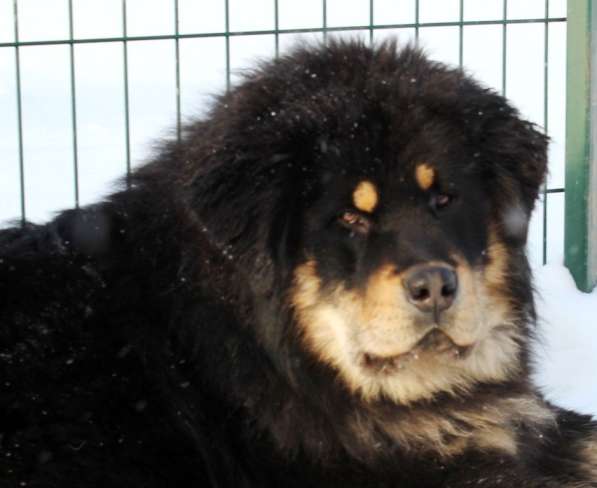 Тибетский мастиф - лучший страж на территории в Москве фото 110