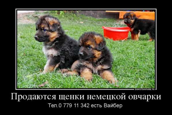 Продаются щенки немецкой овчарки! в фото 18