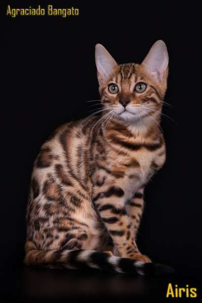 Bengal kitten в Тамбове фото 5