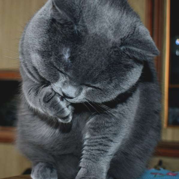 Британский кот для вязки в фото 6