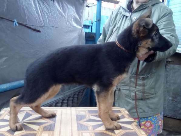 Щенок немецкой овчарки из питомника Вансед в Краснодаре фото 8