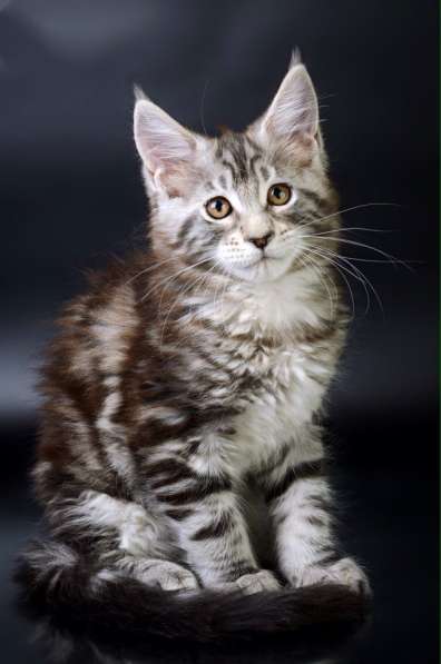 Котята Мейн-кун с отличной родословной. Готовы к переезду в Петрозаводске фото 6