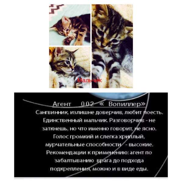 Котята в добрые руки бесплатно