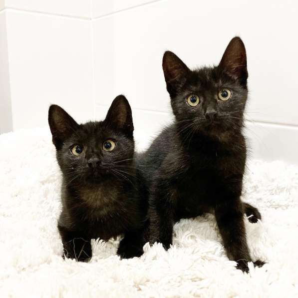Милые чёрные котята в добрые руки в Москве фото 21
