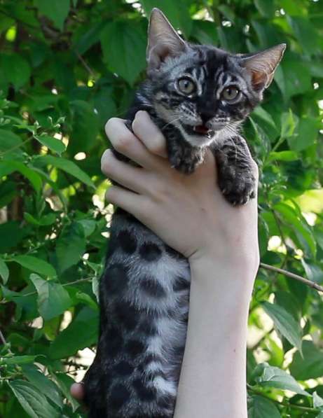 Charcoal silver Bengal