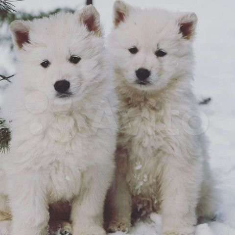 Щенки БШО в Москве фото 60