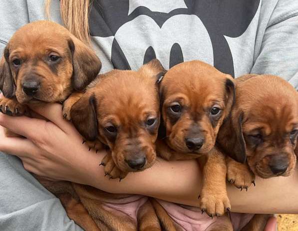 Sale of dachshund puppies в фото 6