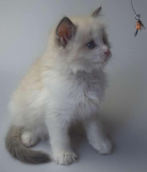 Котята Регдолл в Москве фото 14