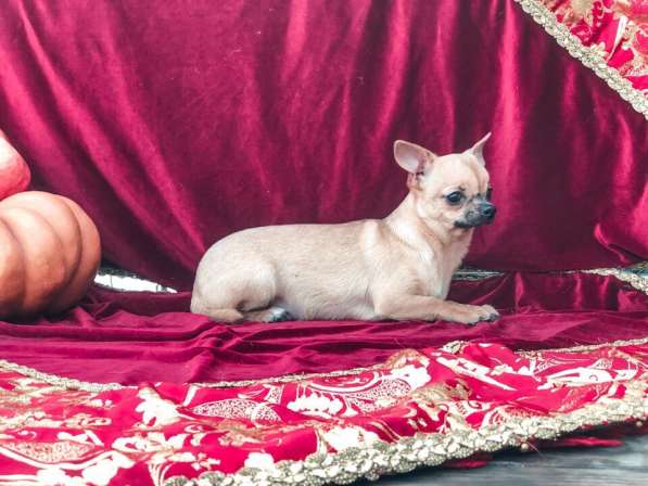 чихуахуа с упавшими ушами. чихуахуа 5. чихуахуа мини. чихуахуа 5. крупный чихуахуа 5 кг.