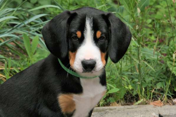 ЭНТЛЕБУХЕР ЗЕННЕНХУНД ЩЕНОК в Москве фото 8