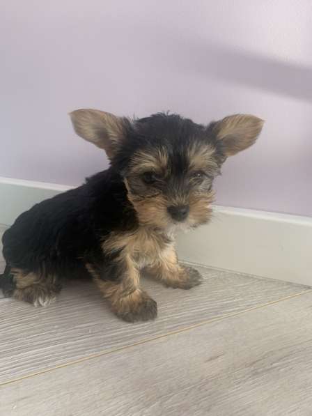 Йоркширский терьер в Москве фото 4