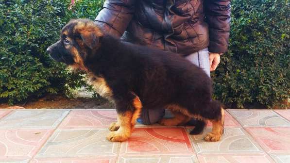 Щенки овчарки Питомник в фото 32