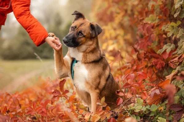 Солнечный Марти ищет дом в Москве фото 9