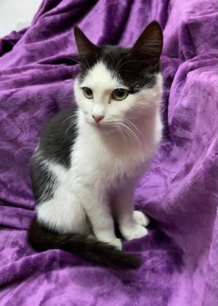 Котенок мальчик в Краснодаре фото 10