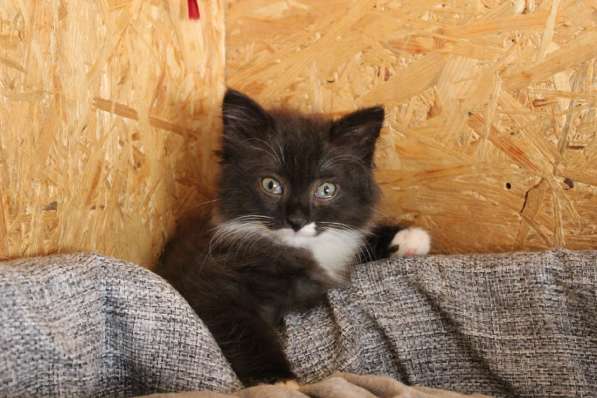 Зеленоглазая нежная красавица-кошка в Санкт-Петербурге фото 29