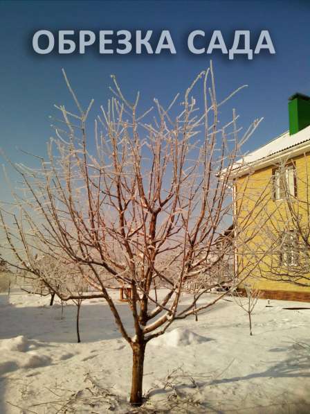 Зимняя обрезка плодовых деревьев в Белгороде фото 3