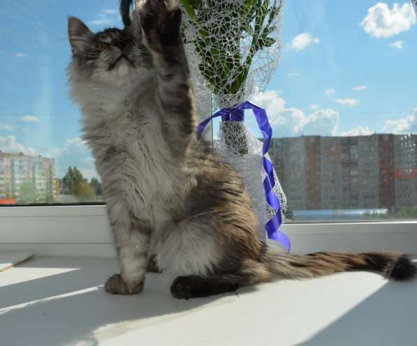 Свободны шикарные котята мэйн-кун редких окрасов в Ярославле фото 10