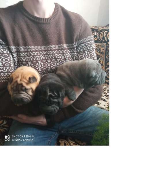 Щенки в Краснодаре фото 8