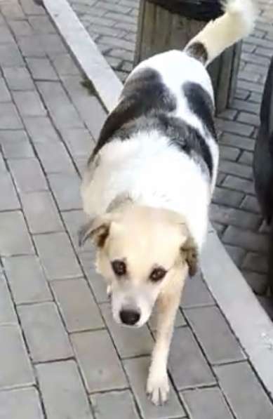 Пропала собака в Севастополе фото 4