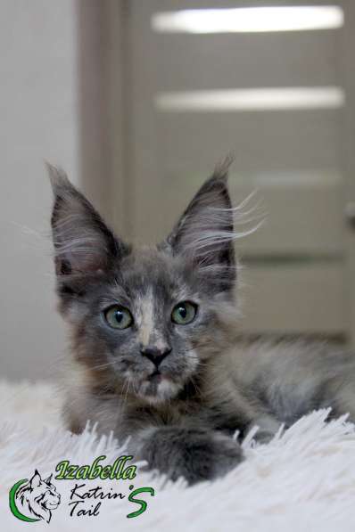 Maine Coon Female Izabella в 